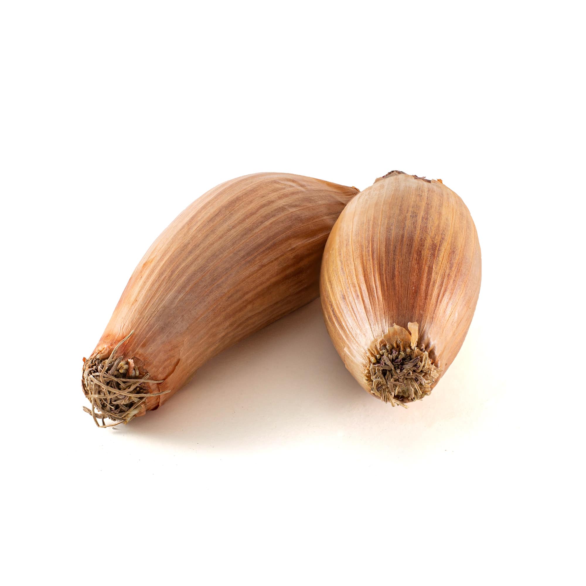 Ceba vigatana - Gastroteca