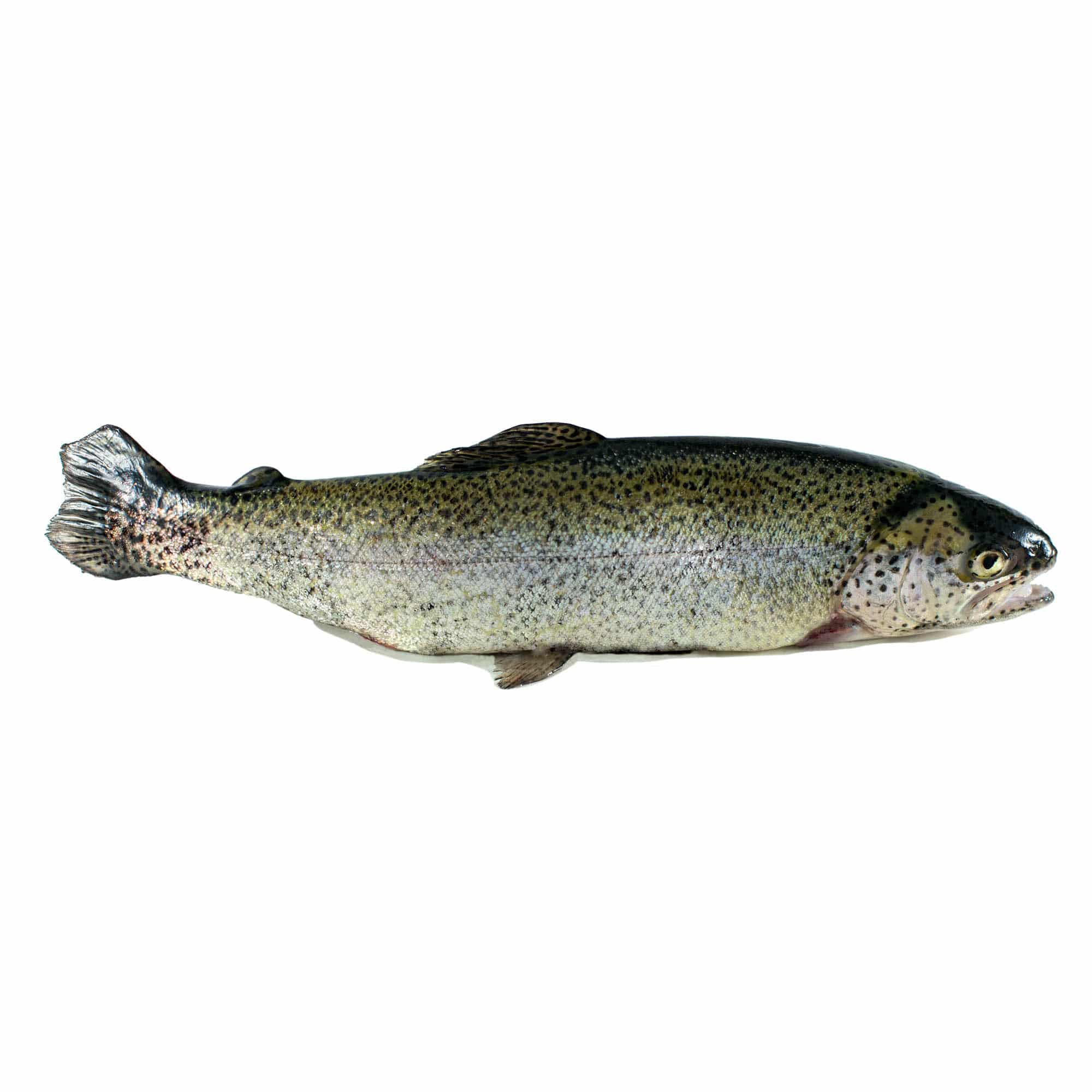 Truita de riu del Pirineu - Gastroteca