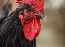 Pollo Ecológico Pico de Oro