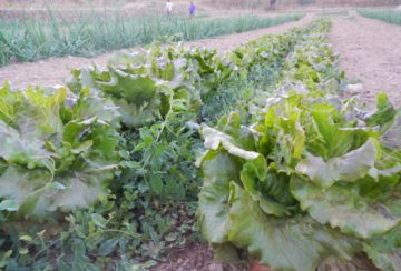 Ecofarmers - Gastroteca