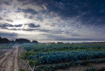 Vegetable garden